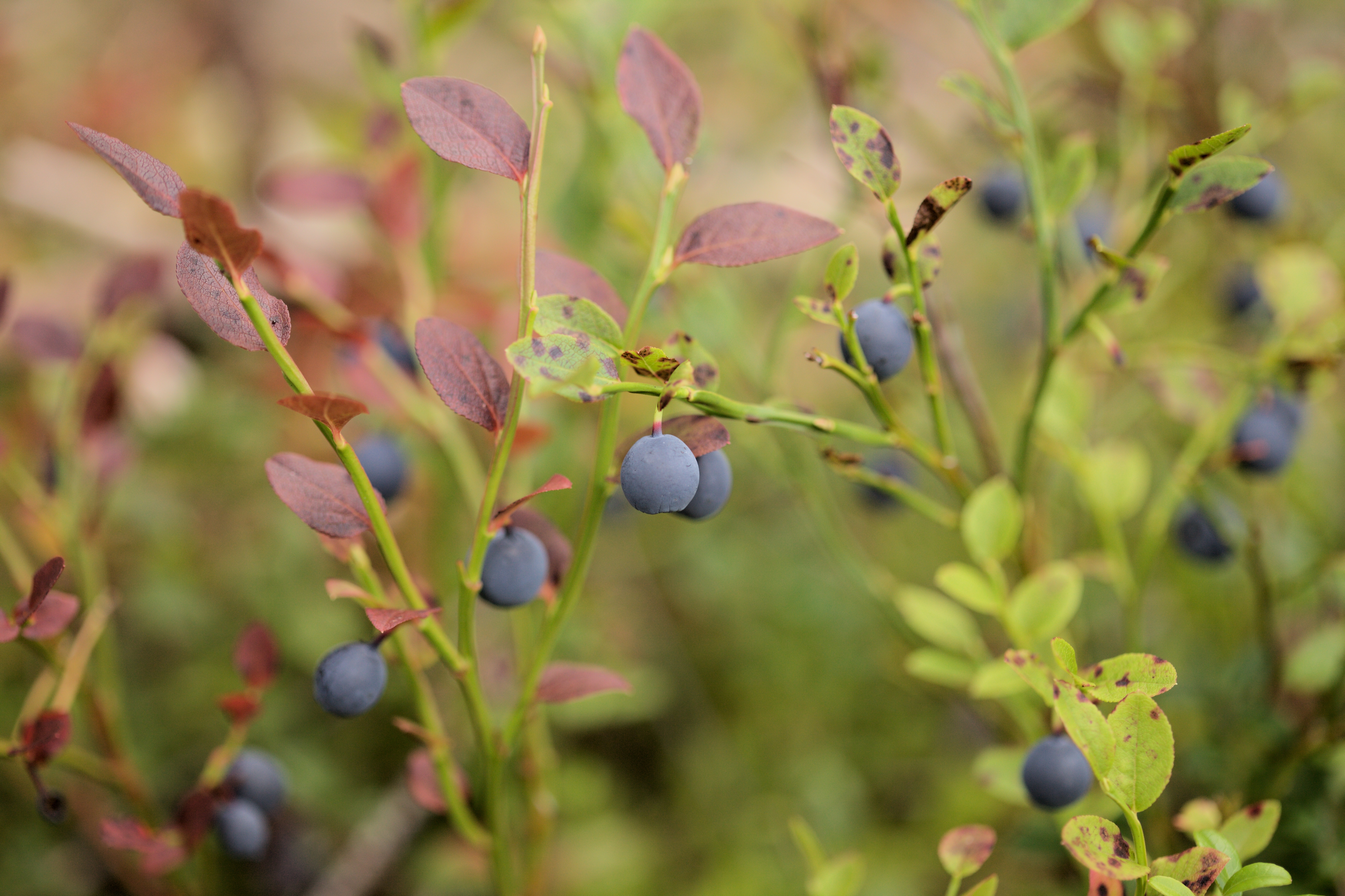 Nærbilde av blåbærbusk med modne blåbær