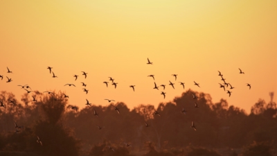 The silhouette of a flock of birds flying over the edge of the forest at sunset