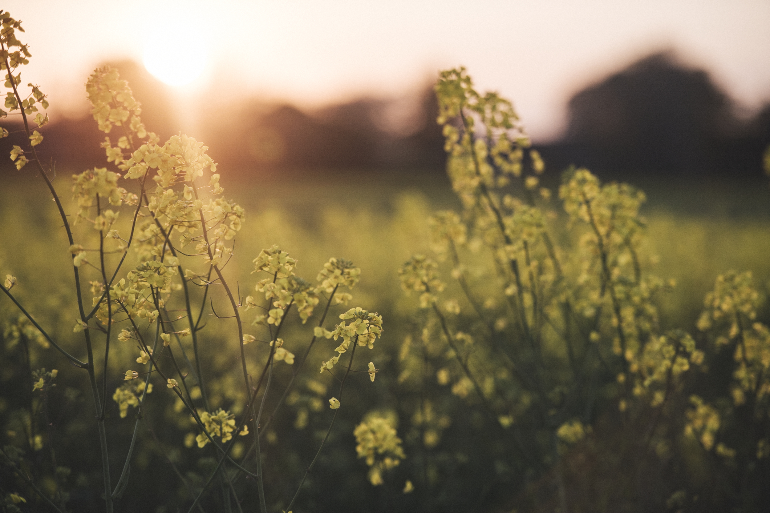 Nærbilde av gule blomster på en blomstereng med solnedgang i bakgrunnen