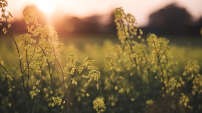 Close-up of yellow flowers in a flower meadow with sunset in the background