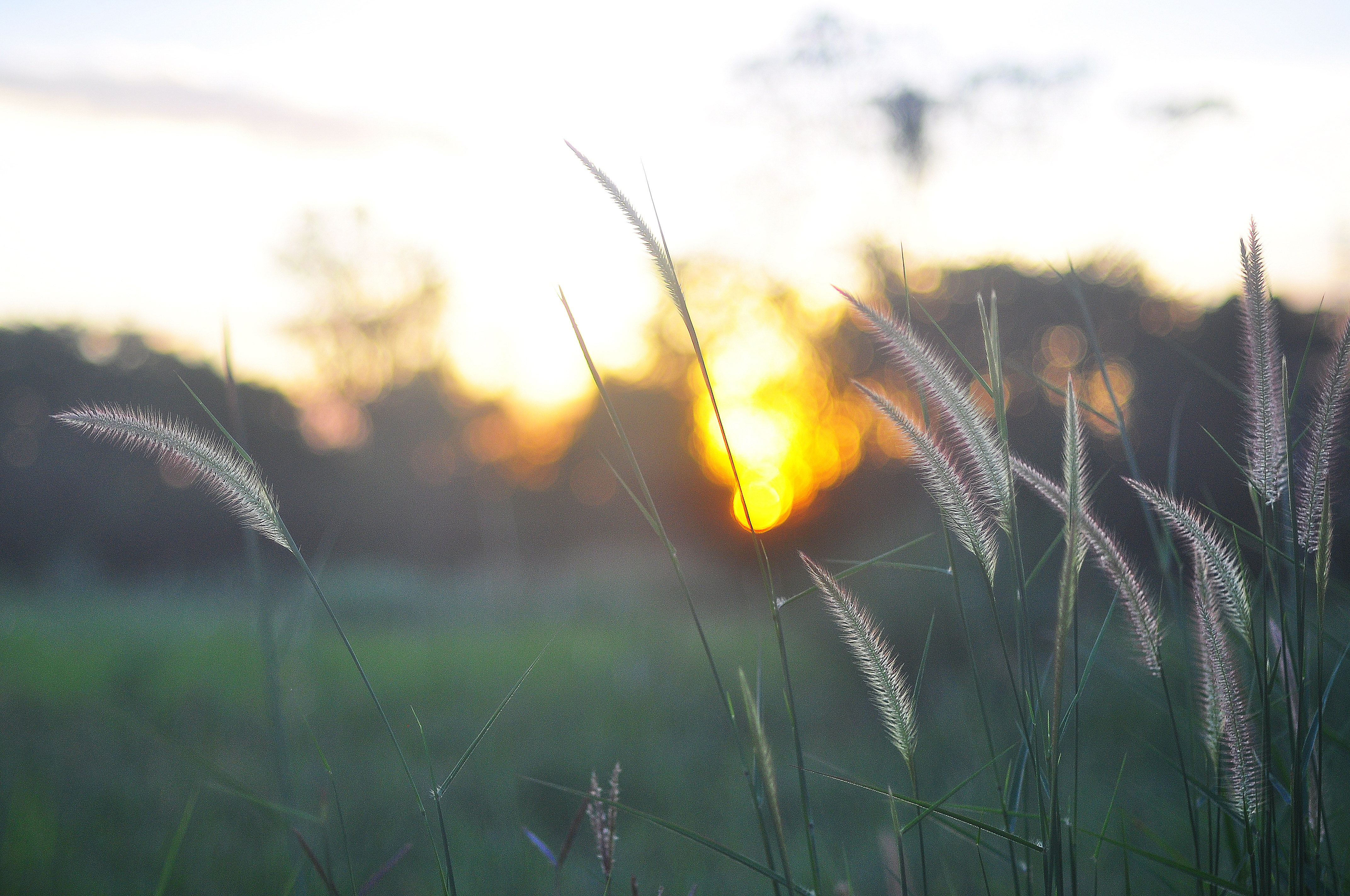 Nærbilde av strå på et jorde med en sol som stiger opp i bakgrunnen