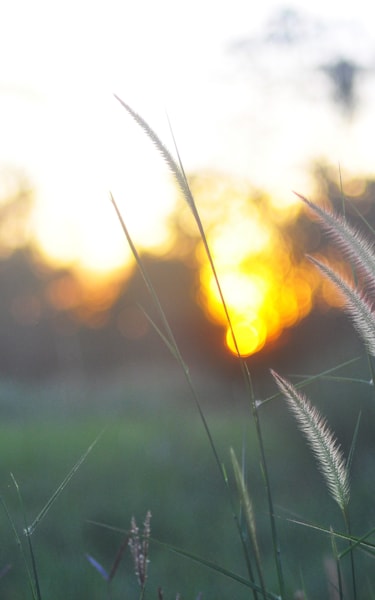 Close-up of straw on a field with a sun rising in the background