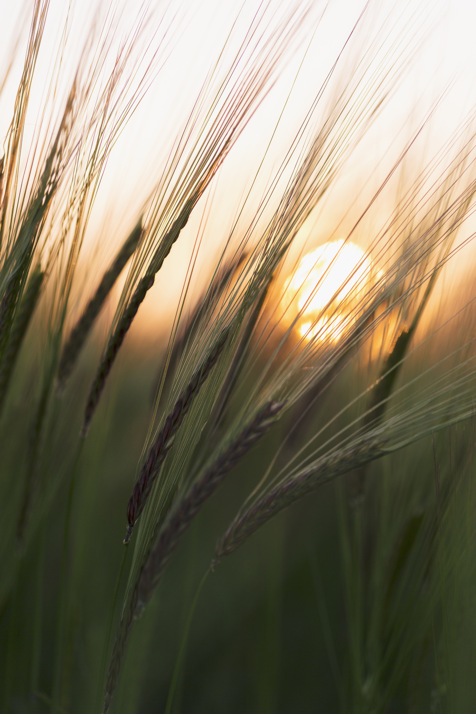 Solnedgang, glimt av en rund glødende sol gjennom et nærbilde av siv